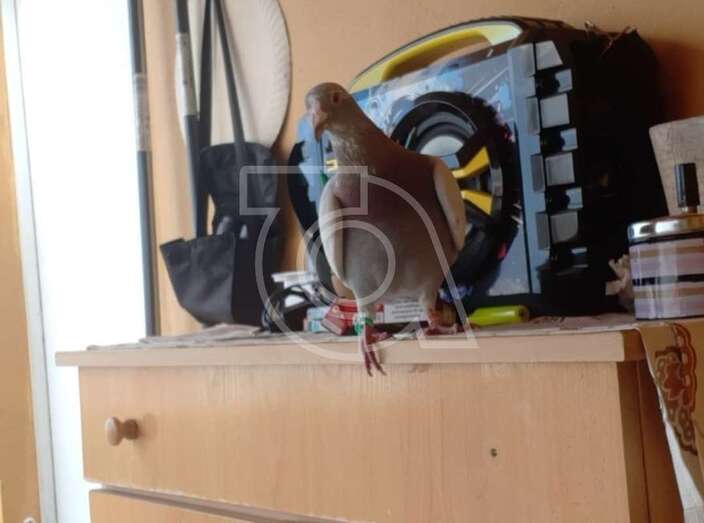 Imagen de la paloma mensajera que llegó a Lomo BlancoTA.